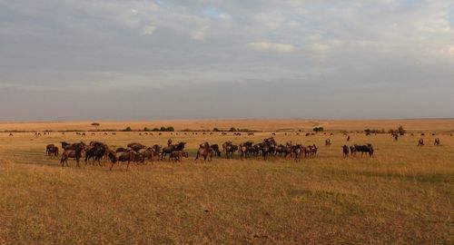 Wildebeests on field against sky