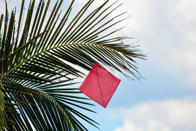Low angle view of kite hanging on a palm tree against sky