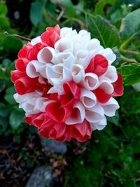 Close-up of red rose flower