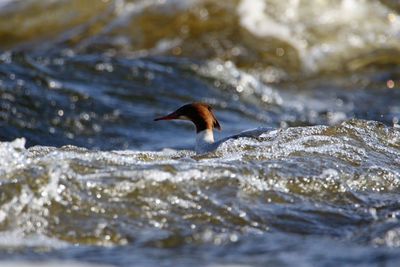 Bird flying over sea