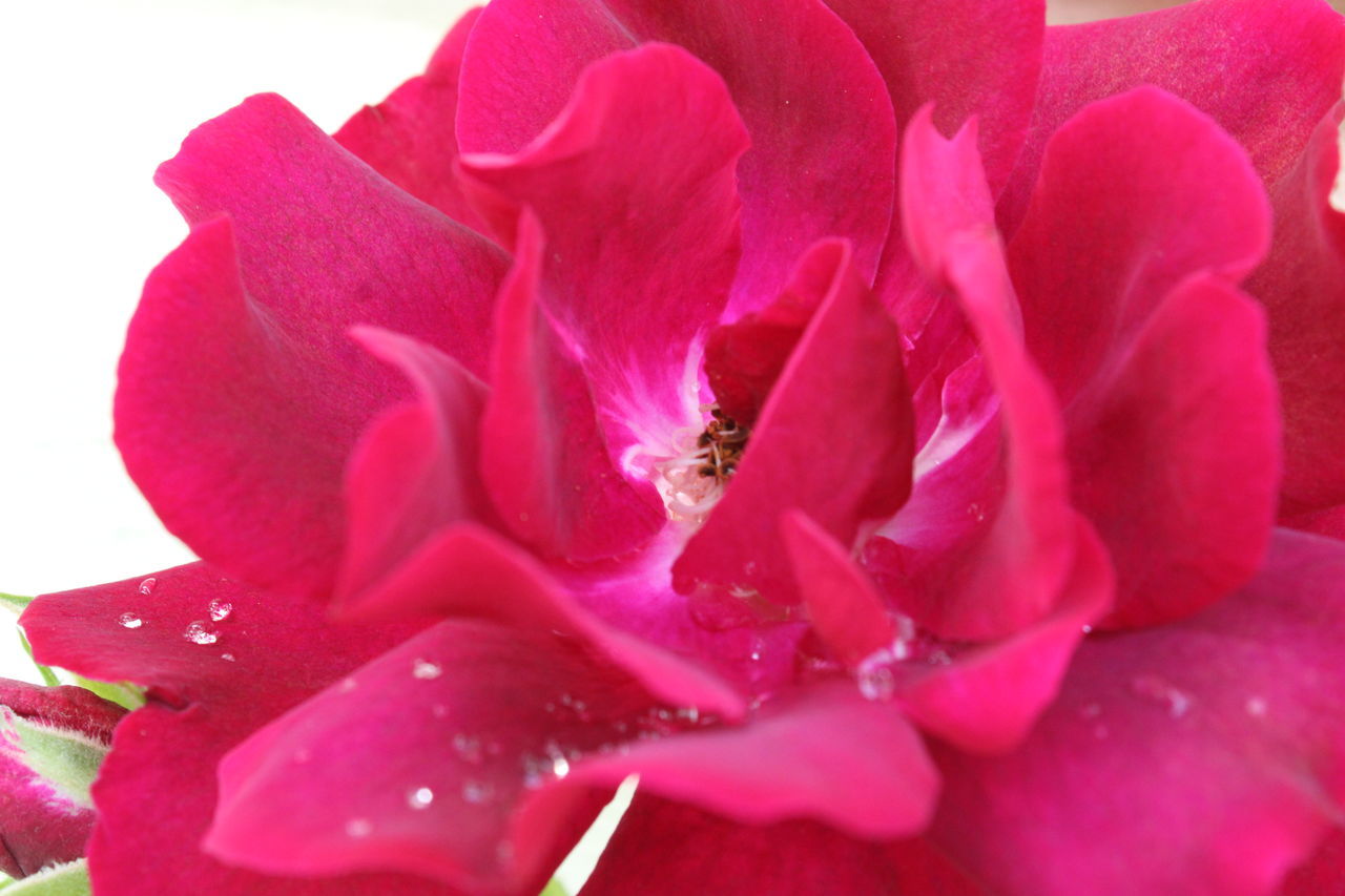 CLOSE-UP OF PINK ROSES ON PURPLE ROSE FLOWER