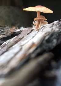 Close-up of mushroom growing on wood