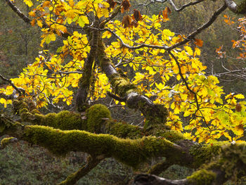 Trees growing in autumn