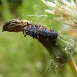 Close-up of insect on plant