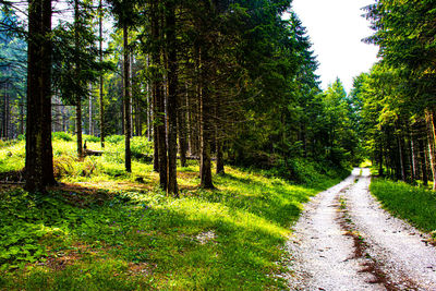 Trail amidst trees in forest