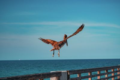 Bird flying over sea against sky