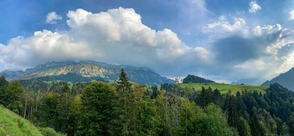 Panoramic view of forest against sky