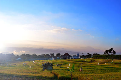 Scenic view of agricultural field against sky during sunset