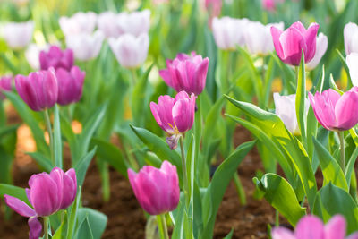 Close-up of pink crocus flowers on field
