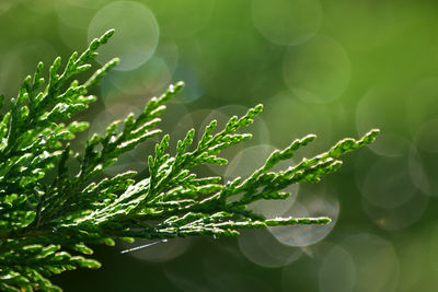 Close-up of leaves on tree