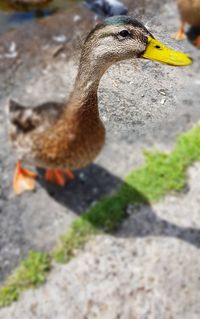 Close-up of bird