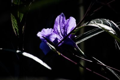 Close-up of purple flower growing on plant