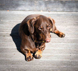 Close-up of a dog