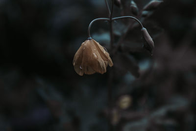 Close-up of wilted flower