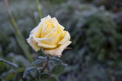 Close-up of white rose