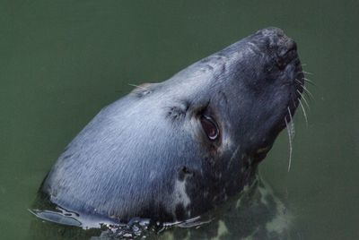 Close-up of horse in water
