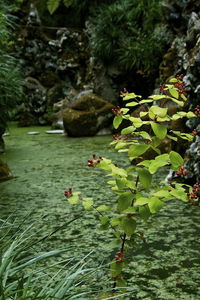 Rocks in pond