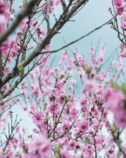 Close-up of pink cherry blossoms in spring