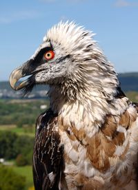 Close-up of a bird looking away