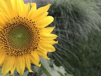 Close-up of yellow sunflower