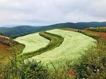 Scenic view of agricultural field against sky