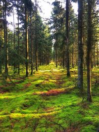 Trees growing in forest