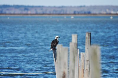 Bird perching on wooden post