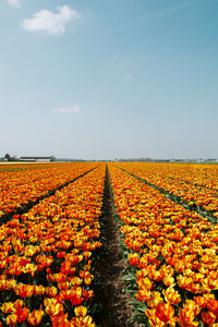 Scenic view of flowering plants on field against sky