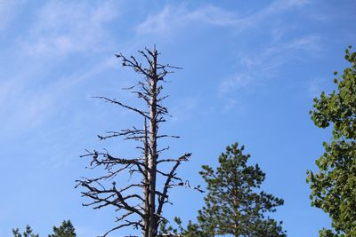 Low angle view of trees against blue sky