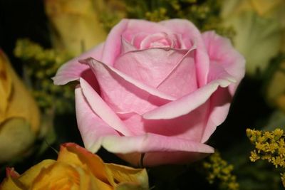 Close-up of pink rose