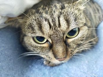 Close-up portrait of a cat lying down under duvet in bed 