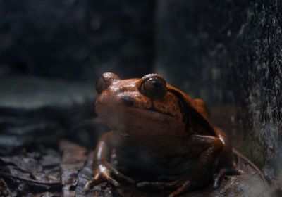 Close-up of frog on rock