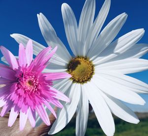 Close-up of pink and white flower