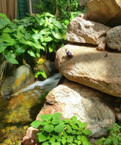 Frog on rock