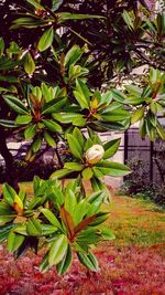 Plants growing on tree