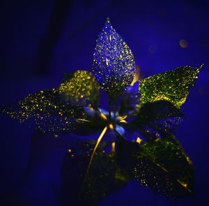 Close-up of fresh purple flowers growing at night