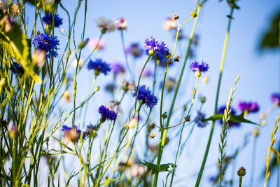 Close-up of purple flowering plants