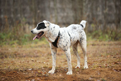 Side view of dog standing on field