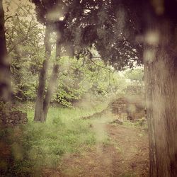 Trees in forest