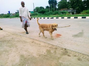 Rear view of dog walking on footpath