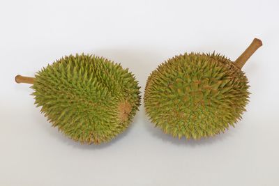 Close-up of succulent plant against white background