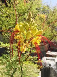 Plants growing on tree