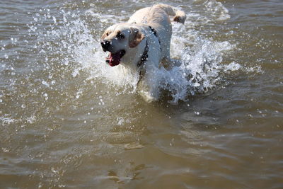 View of dog running in water