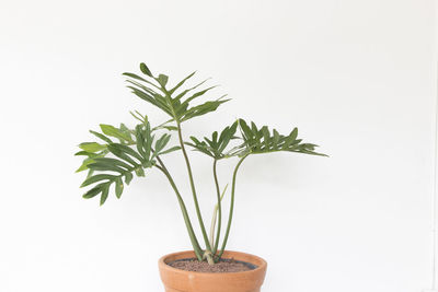 Close-up of potted plant against white background