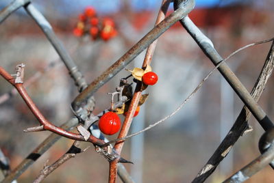 Close-up of red berries growing on tree