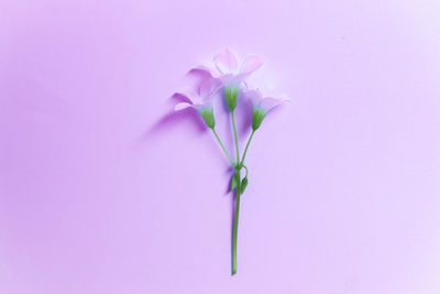 Close-up of pink flower over white background