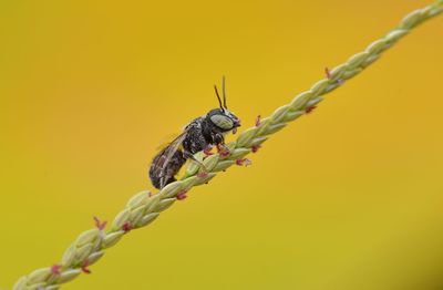 Close-up of insect on plant