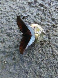 High angle view of rusty metal