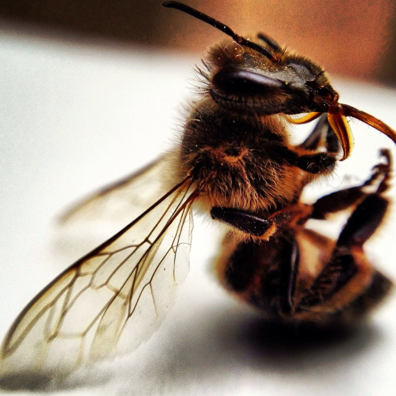 one animal, animal themes, insect, close-up, wildlife, animals in the wild, indoors, animal body part, animal eye, selective focus, animal head, pets, zoology, focus on foreground, domestic animals, no people, brown, bee, extreme close-up, animal antenna