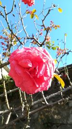 Close-up of fresh red rose blooming outdoors